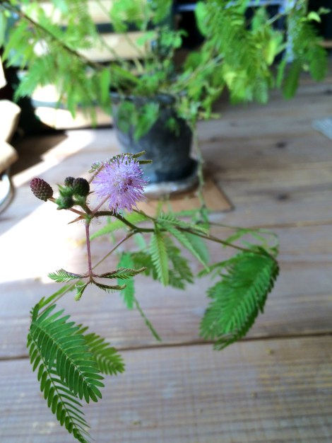 150223Mimosa pudica01